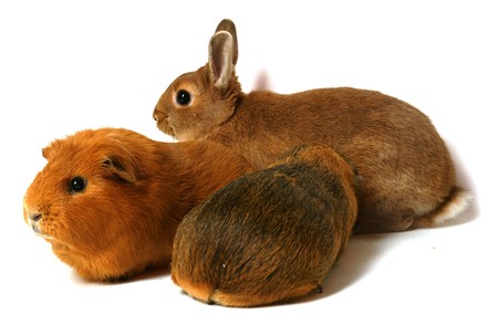 rodent,の写真素材