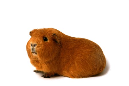 guinea pigの写真素材