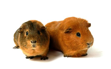 guinea pig の写真素材