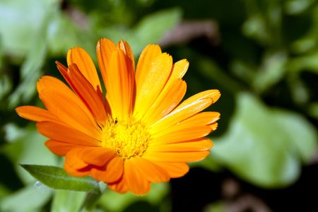 Marigold flower with orange petalsの写真素材