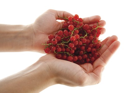 Female hands holding red currant berries isolated on white backgroundの写真素材