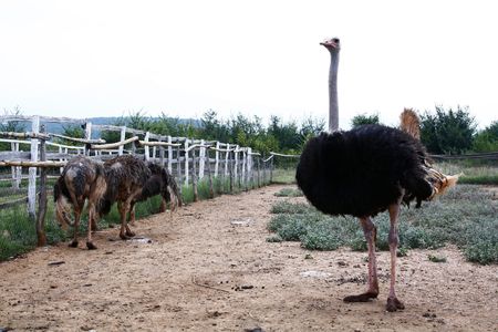 Farm with ostrichesの写真素材