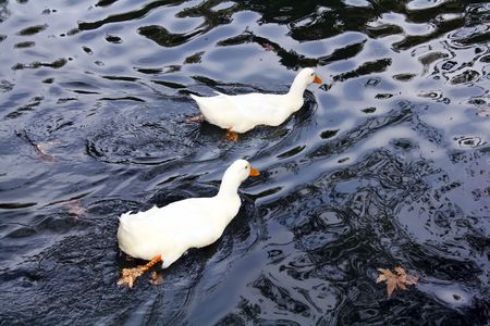 Two white ducks in the waterの写真素材
