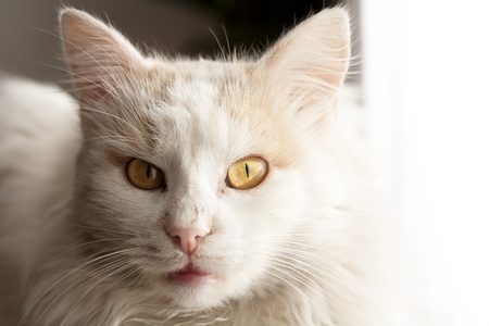 Portrait of white Turkish angora catの写真素材