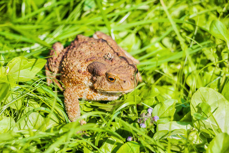 Big toad with brown spotted skin sitting in green grass and looking aroundの写真素材