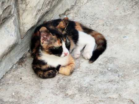 Tricolor (red, white and black) homeless cat lying in the yard.                               の写真素材