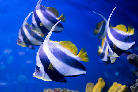 Tropical fishes swim near coral reef. Selective focus.の写真素材