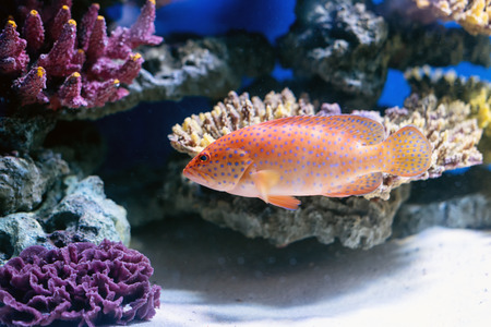 Tropical fishes swim near coral reef. Selective focus.