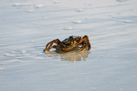 Little crab on a sandy beach. Black Seaの写真素材