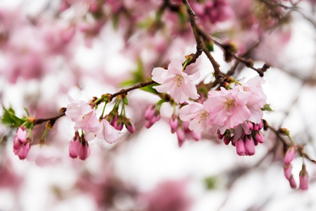 Beautiful flowering Japanese cherry - Sakura. Flowers on a spring day on soft backgroundの写真素材
