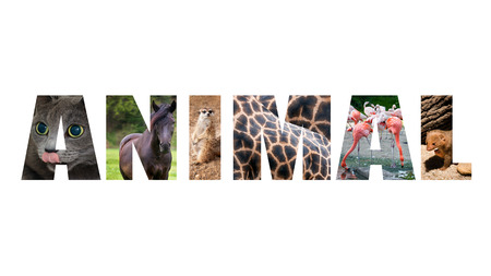 Colorful sign on white background. Word animal with colorful  images inside the lettersの写真素材