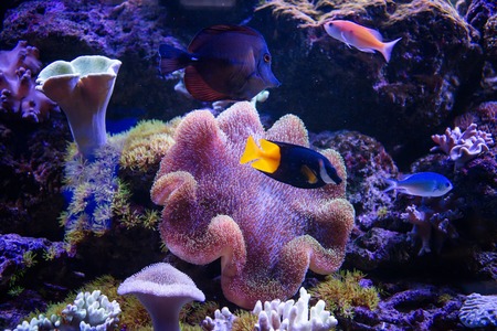 Tropical fishes swim near coral reef. Underwater lifeの写真素材