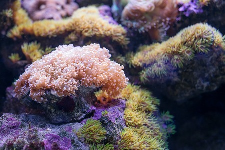 Vivid coral reef. Underwater life