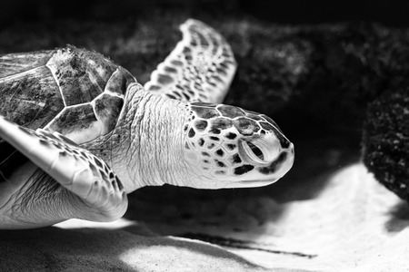 Sea turtle closeup black and white photo grain added