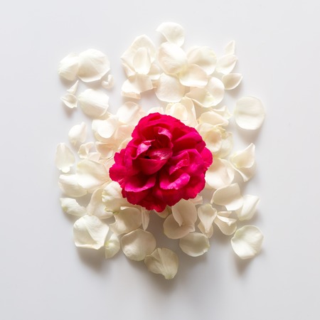 White rose petals on white background. Romantic themeの写真素材