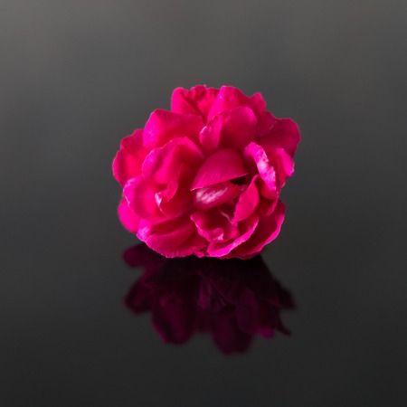 Pink rose with reflection in the dark glass backgroundの写真素材