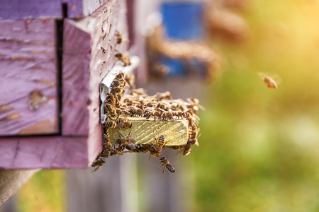 Honey bees swarming and flying around their beehive