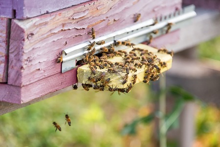 Honey bees swarming and flying around their beehive