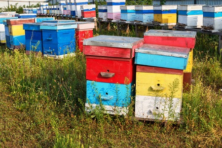 The Beehives farm. Apiary, a row of bee hives in a field