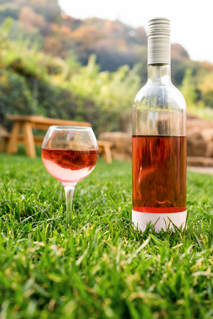 One glass and bottle of red or rose wine in autumn vineyard in green grass. Harvest time, picnic, fest themeの写真素材