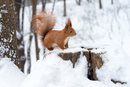 Cute fluffy squirrel on a white snow in the winter forestの写真素材