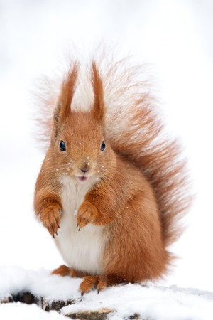 Cute fluffy squirrel on a white snow in the winter forestの写真素材