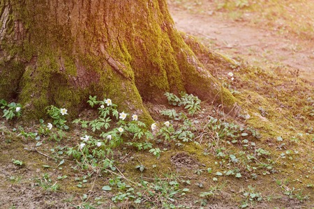 Tree in spring forest surrounded by flowersの写真素材