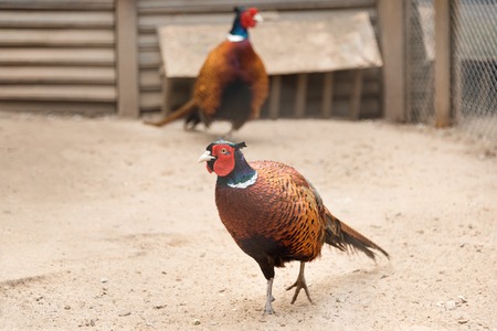Caged birds in a in human made environment. Bird Park at the zoo.の写真素材