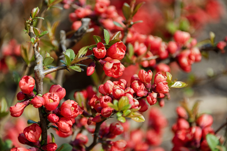 Beautiful flowering Japanese cherry Sakura. Background with flowers closeup on a spring day.の写真素材