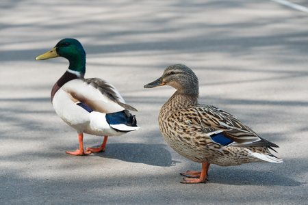 Pair of Mallard Ducks crossing road closeupの写真素材