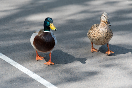 Pair of Mallard Ducks crossing road closeupの写真素材