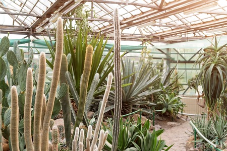 Various cactus in a conservatory glasshouse. Succulents in desert greenhouse planted in a botanical gardenの写真素材