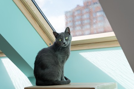 Cute gray cat sitting near the window. Portrait of elegant Russian Blue Cat.の写真素材