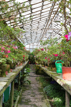 Flowers in the old greenhouse. Rhododendron flowers and tropical plants growing in a vintage greenhouse.の写真素材