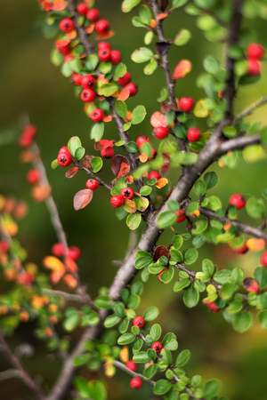 A Cotoneaster bush with red berries on branches, autumnal background. Closeup colorful autumn bushes...