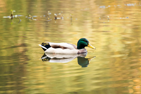 Mallard duck swiming in lake or river. Birds and animals, autumn season in wildlife.の写真素材