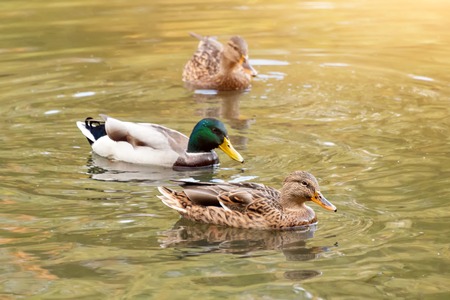 Mallard ducks swiming in lake or river. Birds and animals, autumn season in wildlife.の写真素材
