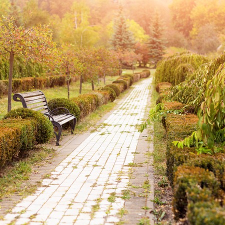 Colorful foliage in autumn park. Autumn landscape background.の写真素材
