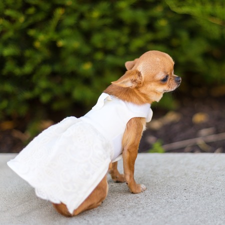 Small dog chihuahua in white dress sitting near the trees in the park.の写真素材