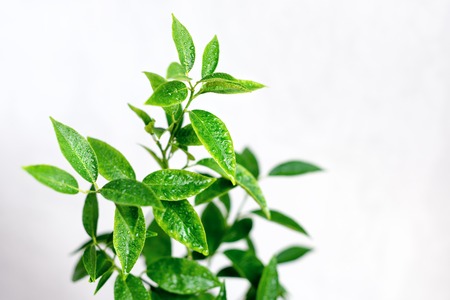 Mandarine tree with water drops on light background.の写真素材