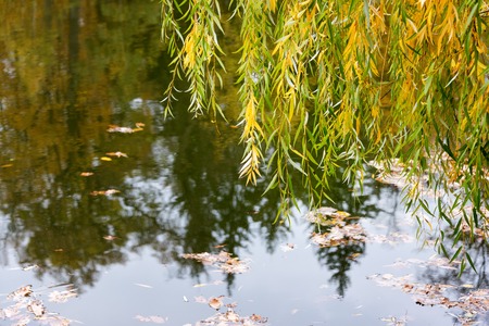 Autumn lake with yellow trees.の写真素材