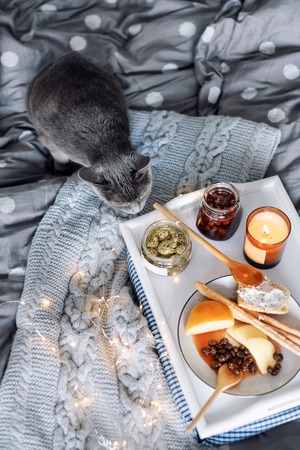 Breakfast in bed, a tray with cheese, grissini, jam from young fir cones, champagne and a candle. Gray cat in bed. Christmas morning. Honeymoon. No peopleの写真素材