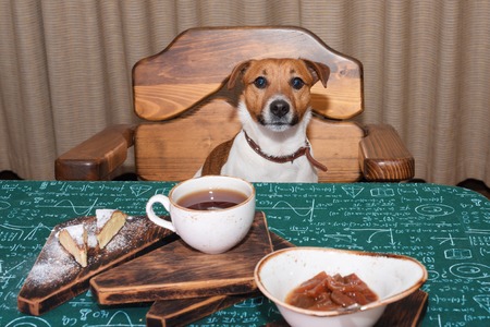 Funny hungry jack russell dog in kitchen eating and drinking tea on tableの写真素材