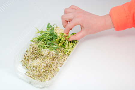 Woman hand holding micro greens. Plastic container with greens on white background. Healthy eating concept of fresh garden produce organically grown as a symbol of health and vitamins from nature. Microgreens packed for fringe storage or sale.の写真素材