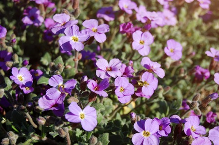 Beautiful blooming spring flowers in the parkの写真素材