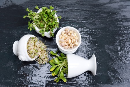 Different types of micro greens in white bowls for sauces on wet slate background. Fresh garden produce organically grown, symbol of health and vitamins. Microgreens ready for cooking. Free copyspaceの写真素材