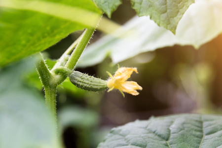 Cucumber growing in garden. The growth and blooming of greenhouse cucumbers. Good natural food grows. Organic foods backgroundの写真素材
