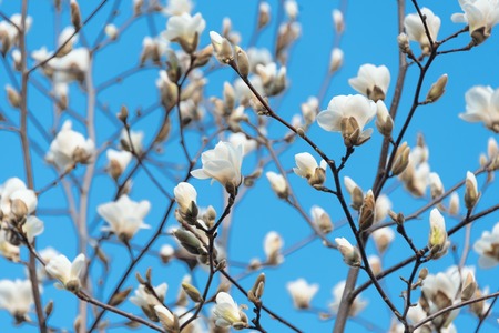 Blooming tree branches. Bloomy magnolia tree with big white flowers. Perfect magnolia flowers. Spring backgroundの写真素材