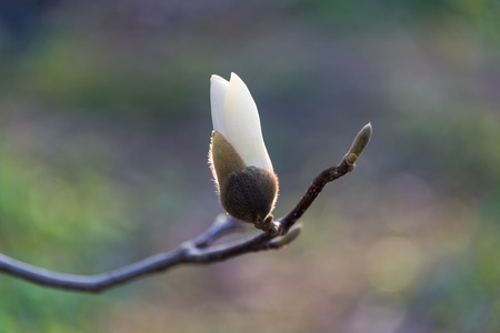 Blooming tree branches. Bloomy magnolia tree with big white flowers. Perfect magnolia flower.の写真素材