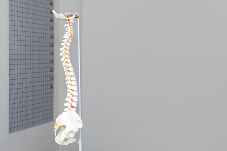 Artificial human cervical spine model in medical office. Copyspace for textの写真素材